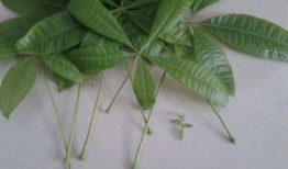 发财树修剪方法视频,视频教程详解